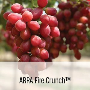ARRA_Fire_Crunch