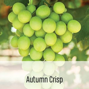 Autumn_Crisp