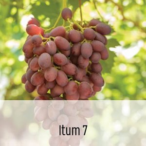 Itum 7